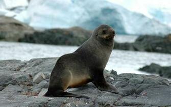 HD Seal Wallpaper With A Big Sitting On The Rocks Seals