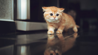 Cat 4k Wallpaper