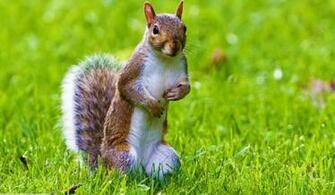 Cute Squirrel HD Wallpaper For Desktop