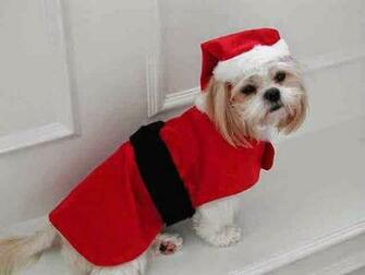 Funny Christmas Dogs Cool HD Wallpaper