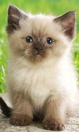 Cute Animals Live Wallpaper For Android By Onyx Software