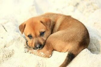 Puppies Desktop Wallpaper