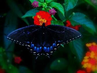 Butterfly Yorkshire Wallpaper