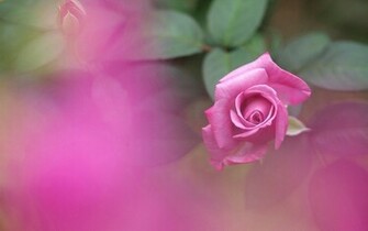 Purple Rose Wallpaper Jpg