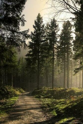 Funmozar Forest Wallpaper For iPhone