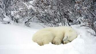 Snow Animals Wallpaper Sleeping Bay Hudson