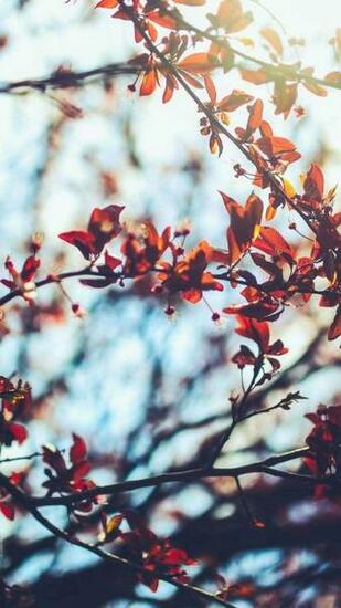 Fall Wallpaper iPhone Fresh Autumn Inspired