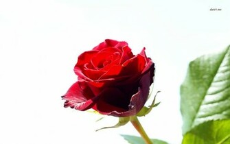 Single Red Rose Flowers Flower HD Wallpaper Image Pictures