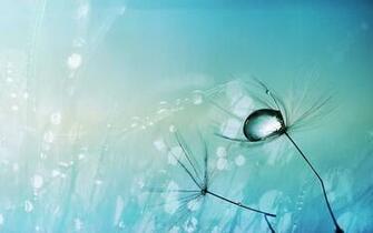 Central Wallpaper Dandelions Photos HD Flowers