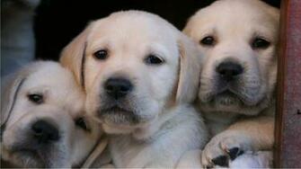 Labrador Lab Retriever Wallpaper Puppy Pictures Breed Info Sheds