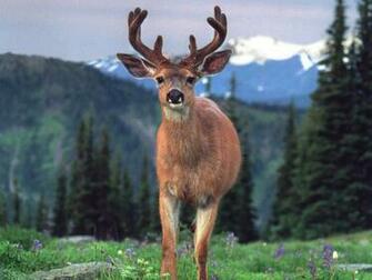 Wallpaper Deer