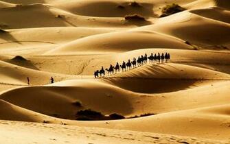 Lovely Animal Camel Image Photos And Wallpaper