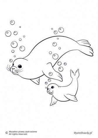 Monk Seal Colouring S For Kids Artofit Wallpaper