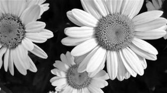 The Weekend In Black And White Daisies