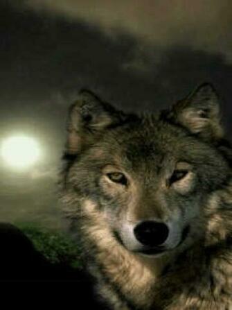 Wolf Face Wallpaper iPhone Blackberry