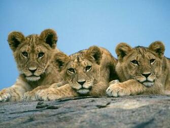 Best Desktop HD Wallpaper Lion