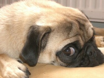 Pug Dog HD Wallpaper High Definition iPhone