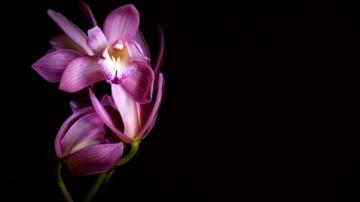 Black Orchid Wallpaper On