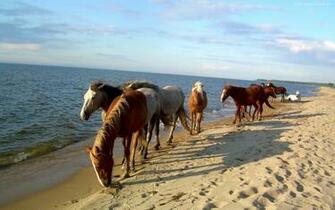 Fond Ecran HD Gratuit Chevaux Sur Plage Wallpaper Horses On Beach
