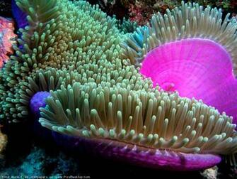 Ocean Life Desktop Background HD Wallpaper Background