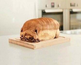 Funny Screensavers And Wallpaper