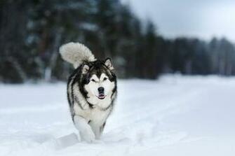 Alaskan Malamute Dog Photos Wallpaper