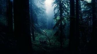 Forest Night Wallpaper Sf