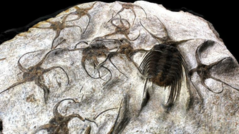 3d Model Fossil Elenopeltis Trilobite And Brittlestar Vr Ar