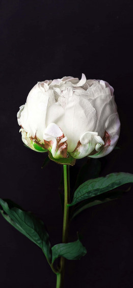 Black And White Flower iPhone Wallpaper