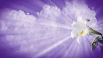 Easter Lily Glory Background Vertical Hold Media Sermonspice