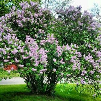 Lilac Tree Wallpaper Kb Jpeg