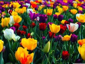 Flowers Full HD Wallpaper