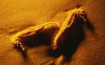 Minimalist Nature Photos Of Seahorses By Ilovestarbucks