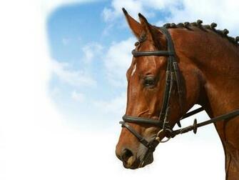 Dressage Wallpaper