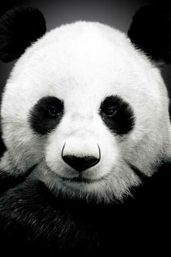 Panda Bear iPhone 4s Wallpaper