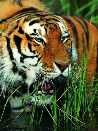 HD Background Gorgeous Wallpaper Tiger