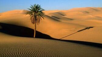 Palm Desert Dunes Sahara Wallpaper Wallmay Net