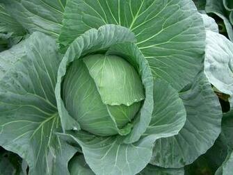 Cabbage Wallpaper High Quality