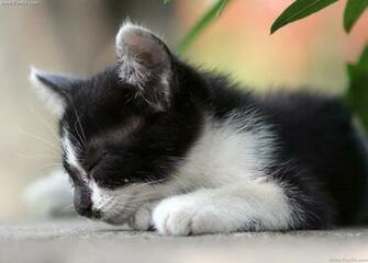 Cute Black White Cat Sleeping On The Ground Wallpaper