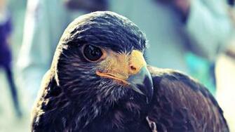 Hawk Bird HD 1080p Wallpaper Source