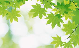 Green Nature Plants Leaves Wallpaper HD