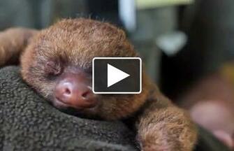 Animal Videos In High Resolution For Definition Background