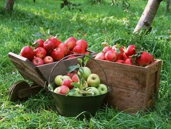 Desktop Apple Trees Pictures Wallpaper