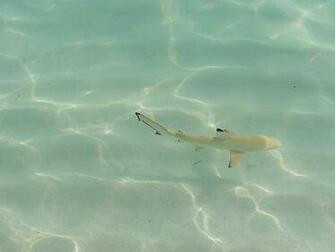 Baby Blacktip Reef Shark HD Desktop Wallpaper Widescreen