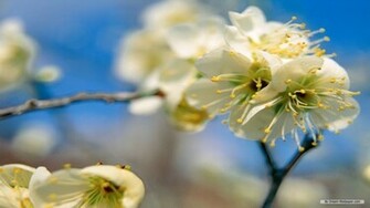 Wallpaper Flower Spring