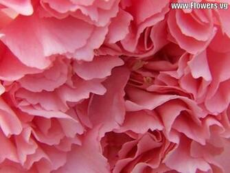 Pink Carnation Wallpaper