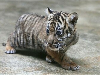 Baby White Tiger Wallpaper HD In Animals Imageci