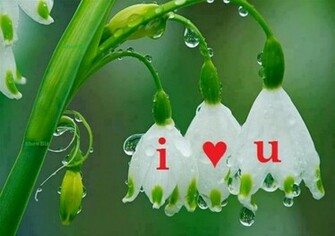 Beautiful Love Flower HD Wallpaper Scoopak