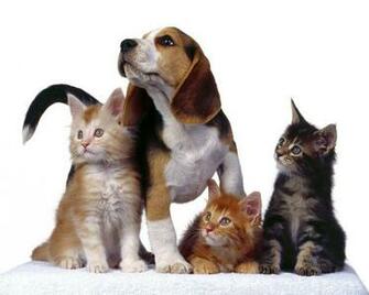 Image Wallpaper Animals Desktop
