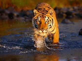 Tiger Wallpaper Desktop HD
